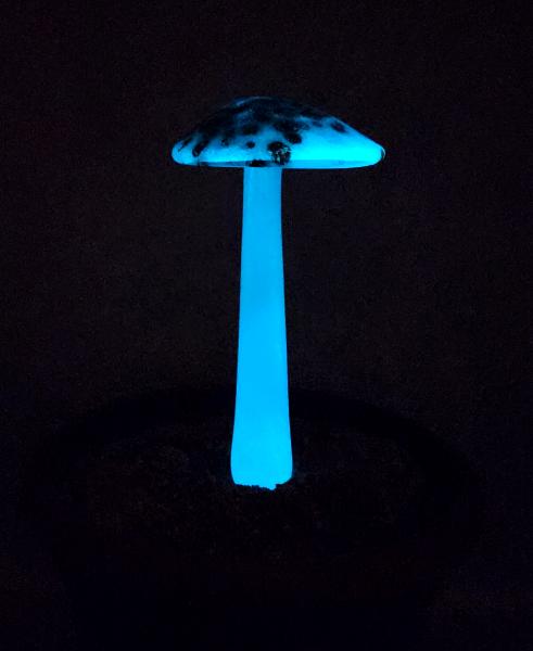 #04122434 GLOW IN THE DARK mushroom on glass stake 7.5''H x 4''W $80