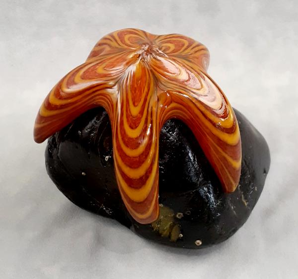 #08042511 Starfish on Rock 5''HX6.5''WX5.75''L $150.00