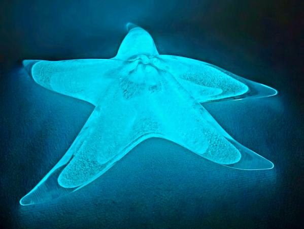 #02252604 Starfish Glows in the dark 6.75'' W  $100.00